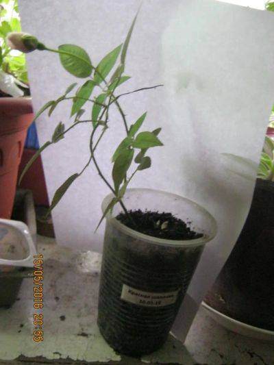 Лот: 5759839. Фото: 1. роза комнатная саженец№5. Горшечные растения и комнатные цветы