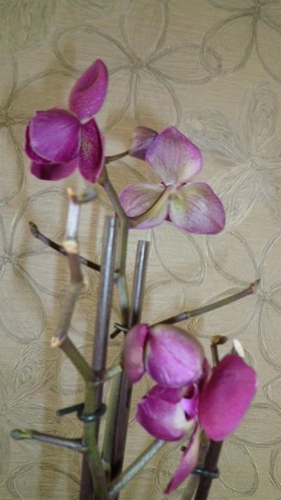 Лот: 3905872. Фото: 1. орхидея Фаленопсис №32/1(пелоричен... Горшечные растения и комнатные цветы
