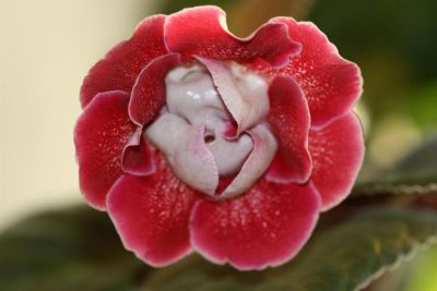 Лот: 3041457. Фото: 1. Глоксиния 3 (цветёт). Горшечные растения и комнатные цветы