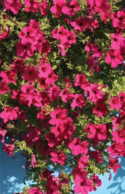 Лот: 3877536. Фото: 1. Петуния по типу сурфиния Diamond... Горшечные растения и комнатные цветы