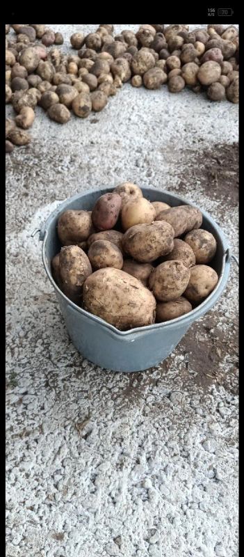 Лот: 19436730. Фото: 1. Картошка, вкусная деревенская... Картофель