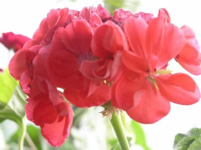 Лот: 807559. Фото: 1. Герань махровая оранж. укоренённая. Горшечные растения и комнатные цветы