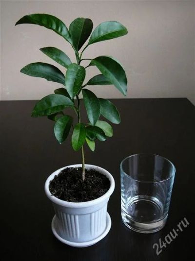 Лот: 1106020. Фото: 1. Лимон - сеянец. Горшечные растения и комнатные цветы