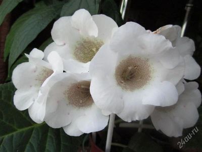 Лот: 1805617. Фото: 1. Молодая глоксиния "Красавушка... Горшечные растения и комнатные цветы