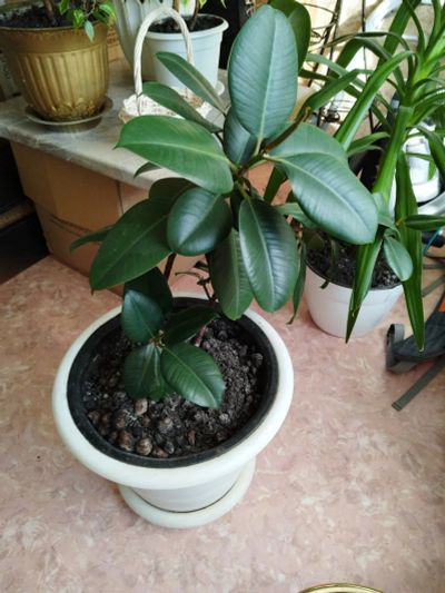 Лот: 25850203. Фото: 1. фикус. Горшечные растения и комнатные цветы