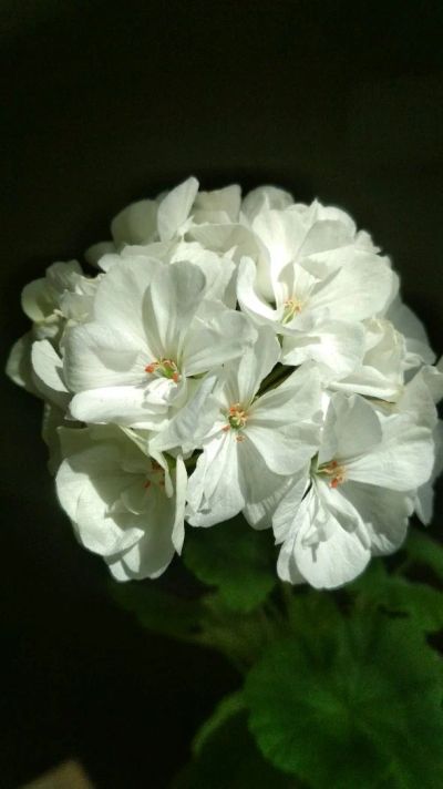 Лот: 13880210. Фото: 1. Белая пеларгония. Горшечные растения и комнатные цветы