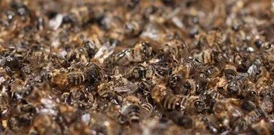 Лот: 2542464. Фото: 1. пчелинный подмор 2019г 250мл -... Мёд, продукты пчеловодства