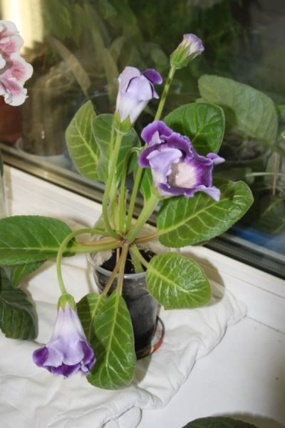 Лот: 4281113. Фото: 1. Глоксиния фиолетовая с белым. Горшечные растения и комнатные цветы