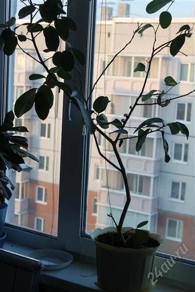 Лот: 2408082. Фото: 1. Лимон плодоносящий с горшком. Горшечные растения и комнатные цветы