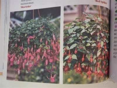 Лот: 1578234. Фото: 1. Вьющиеся комнатные растения... Домашние животные