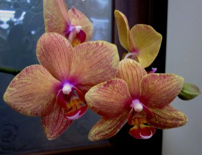 Лот: 21726282. Фото: 1. Орхидея фаленопсис "Golden Treasur... Горшечные растения и комнатные цветы