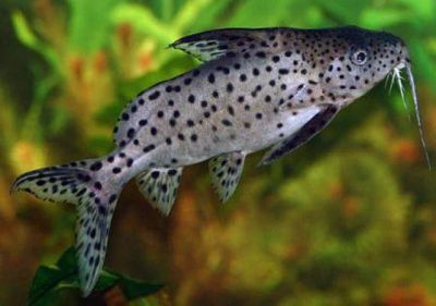 Лот: 8585920. Фото: 1. Сом перевертыш (Synodontis nigriventris... Рыбки