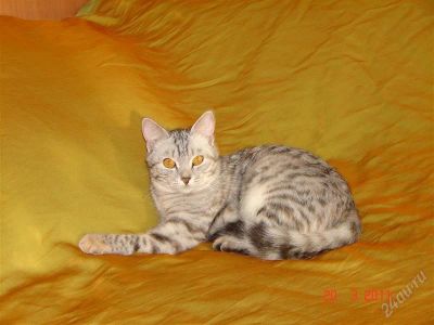 Лот: 1001099. Фото: 1. Кошечка. Остальные животные