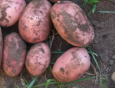 Лот: 6180520. Фото: 1. Картофель деревенский из своего... Картофель