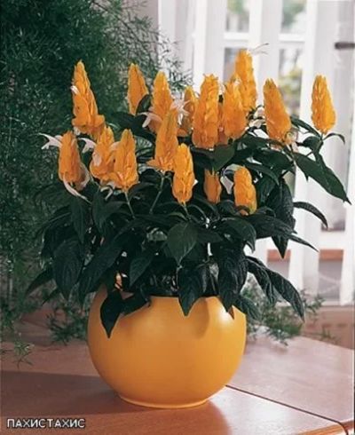 Лот: 4405061. Фото: 1. Пахистахис. Горшечные растения и комнатные цветы