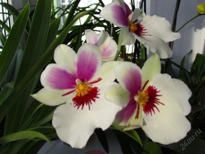 Лот: 5852384. Фото: 1. орхидея Мильтония (Miltonia)-отцвела. Горшечные растения и комнатные цветы