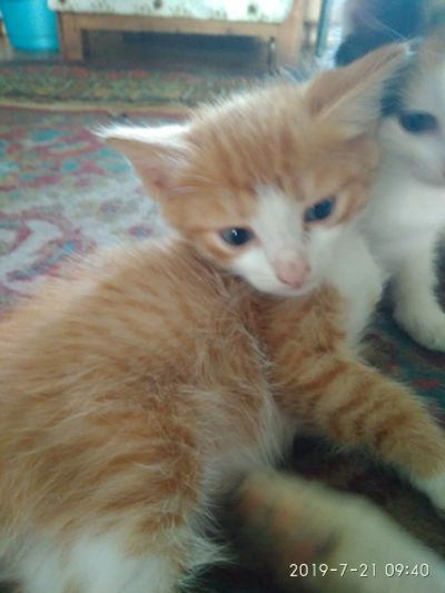 Лот: 8228434. Фото: 1. Отдам рыжего котенка. Кошки, котята