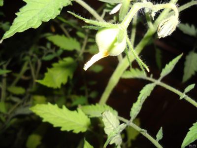 Лот: 13848849. Фото: 1. Рассада помидоры (томаты) для... Другое (семена, рассада, садовые растения)