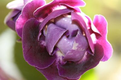 Лот: 3054348. Фото: 1. Глоксиния 21 (цветёт). Горшечные растения и комнатные цветы