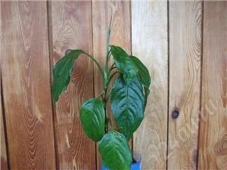 Лот: 76827. Фото: 1. Интересный цветок. Горшечные растения и комнатные цветы