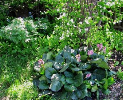 Лот: 2047306. Фото: 1. Бадан. Другое (семена, рассада, садовые растения)