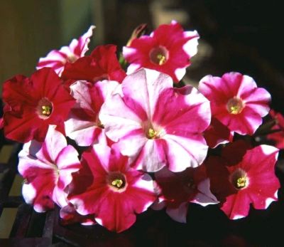 Лот: 11440609. Фото: 1. Petunia Nuvolary Harlequin Rose... Садовые цветы
