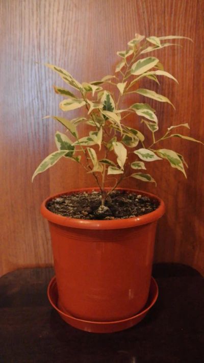 Лот: 8365355. Фото: 1. Фикус Бенджамина в пластмассовом... Горшечные растения и комнатные цветы