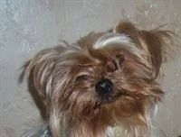 Лот: 3510954. Фото: 1. Мальчик 2 года йорк. Собаки, щенки