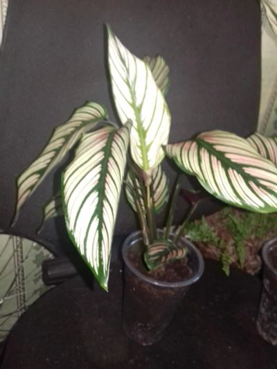 Лот: 5342029. Фото: 1. Калатея Мажестика'White Star'. Горшечные растения и комнатные цветы