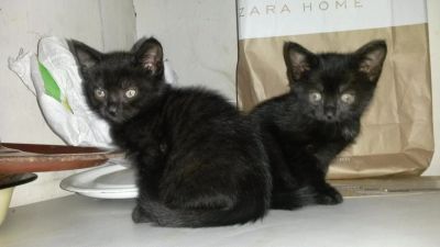 Лот: 8212308. Фото: 1. Отдам котят.Черные мальчик и девочка. Кошки, котята