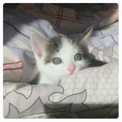 Лот: 4495997. Фото: 1. Котёнки. Кошки, котята