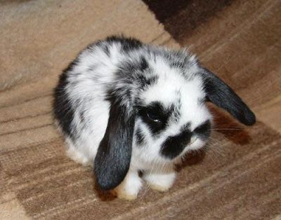 Лот: 6605406. Фото: 1. отдам вот такого няшку. Остальные животные