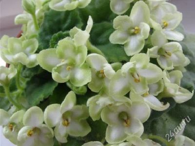 Лот: 699649. Фото: 1. Лист сортовой фиалки "Emerald... Горшечные растения и комнатные цветы