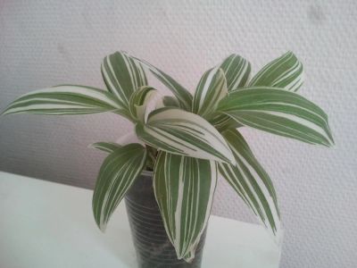 Лот: 4111224. Фото: 1. Традесканция 3шт. Горшечные растения и комнатные цветы