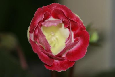 Лот: 3012870. Фото: 1. Глоксиния 27 (цветущая). Горшечные растения и комнатные цветы