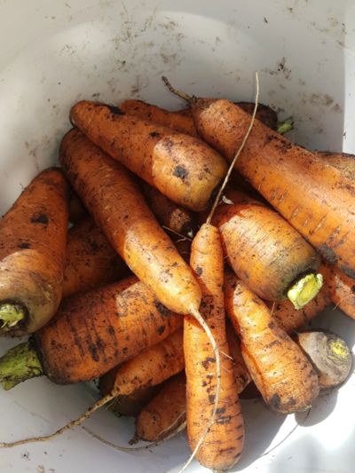 Лот: 25885073. Фото: 1. Морковь. Овощи, фрукты, зелень