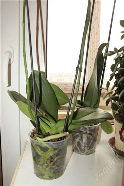 Лот: 2142964. Фото: 1. орхидея фаленопсис № 1. Горшечные растения и комнатные цветы