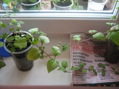 Лот: 8726991. Фото: 1. липпия2. Горшечные растения и комнатные цветы