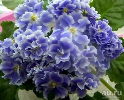Лот: 13650742. Фото: 1. Сенполия Голубой туман ( детка... Горшечные растения и комнатные цветы