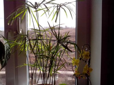 Лот: 3904174. Фото: 1. растение пальма (циперус). Горшечные растения и комнатные цветы