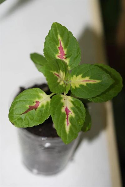Лот: 3175635. Фото: 1. Колуеус (крапивка) 8. Горшечные растения и комнатные цветы