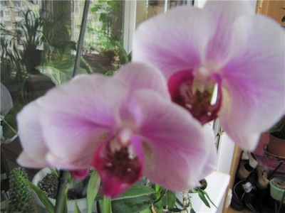 Лот: 5416450. Фото: 1. Орхидея фаленопсис F33(отцвела... Горшечные растения и комнатные цветы