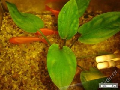 Лот: 1874710. Фото: 1. Криптокарина (круглый лист). Водные растения