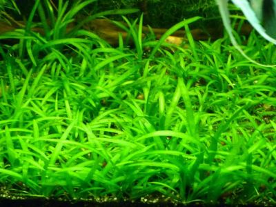 Лот: 9750860. Фото: 1. аквариумный стелолист (саггитария... Водные растения