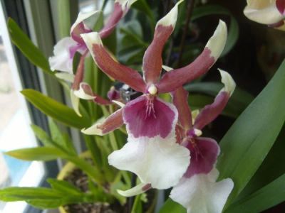 Лот: 6465016. Фото: 1. Орхидея Beallara Eurostar (отцвела... Горшечные растения и комнатные цветы