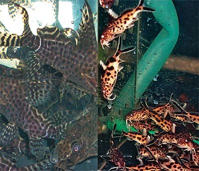 Лот: 2987684. Фото: 1. Аквариумный сомик,читай описание. Рыбки