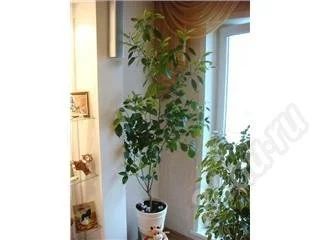 Лот: 546867. Фото: 1. лимон /без горшка отдам дешевле... Горшечные растения и комнатные цветы