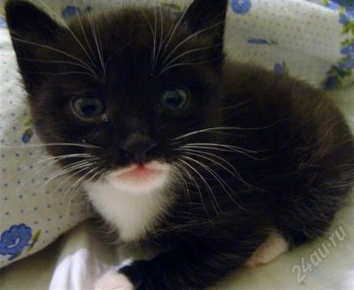 Лот: 218087. Фото: 1. Отдам котенка в добрые руки. Остальные животные