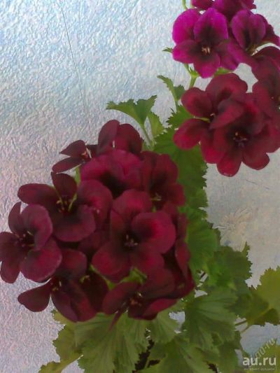 Лот: 17277897. Фото: 1. Пеларгония Королевская бордово-свекольная... Горшечные растения и комнатные цветы