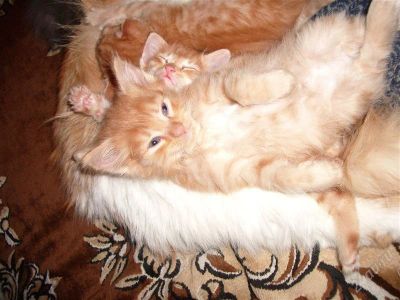 Лот: 802491. Фото: 1. подарю волшебных котят (родились... Остальные животные